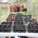 11 Essential Greenhouse Supplies to Get Started