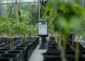 Automated Greenhouse with Smart Irrigation System for Growing Young ...